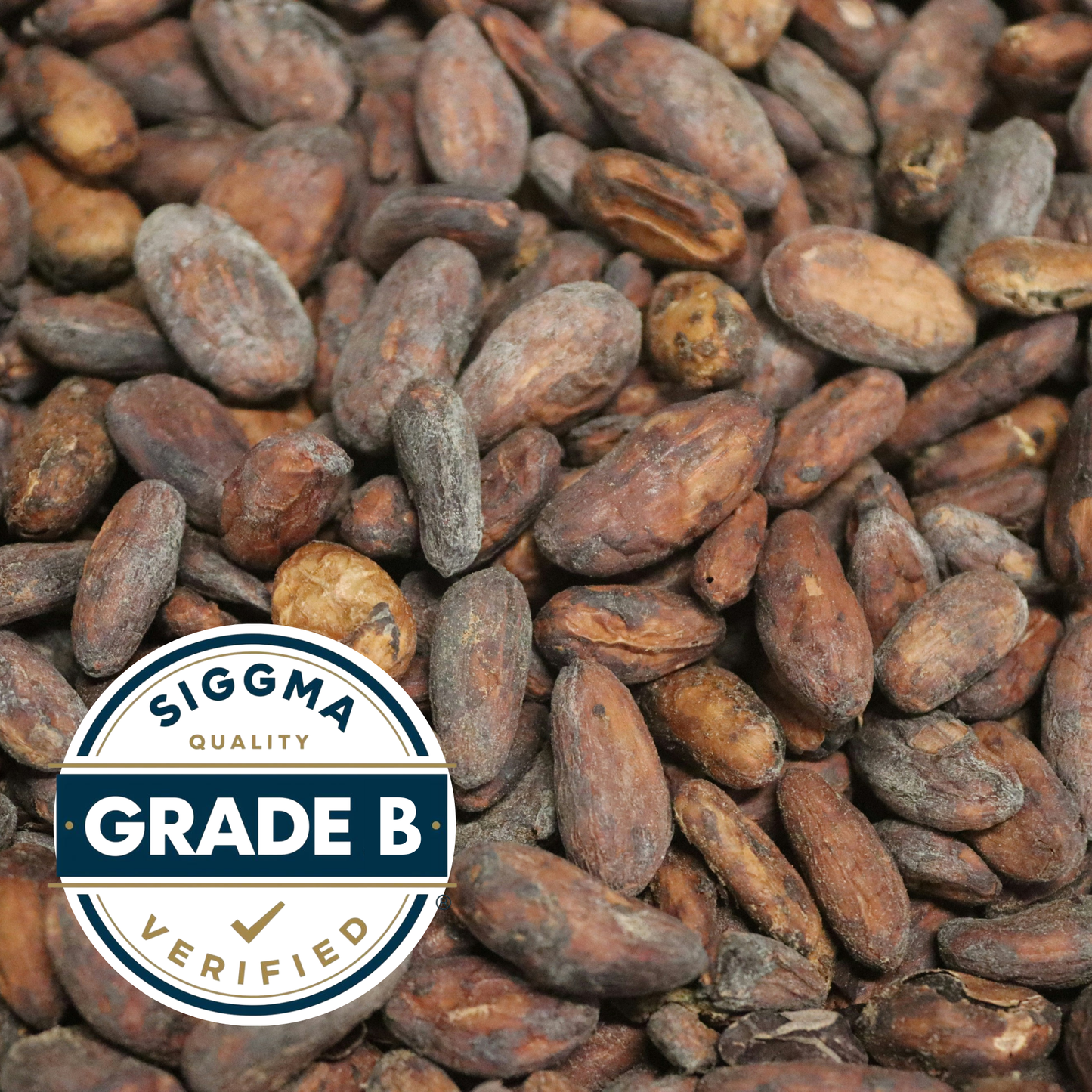 High-Quality Fermented Beans (Grade 1B): Batch #106 (Quezon)