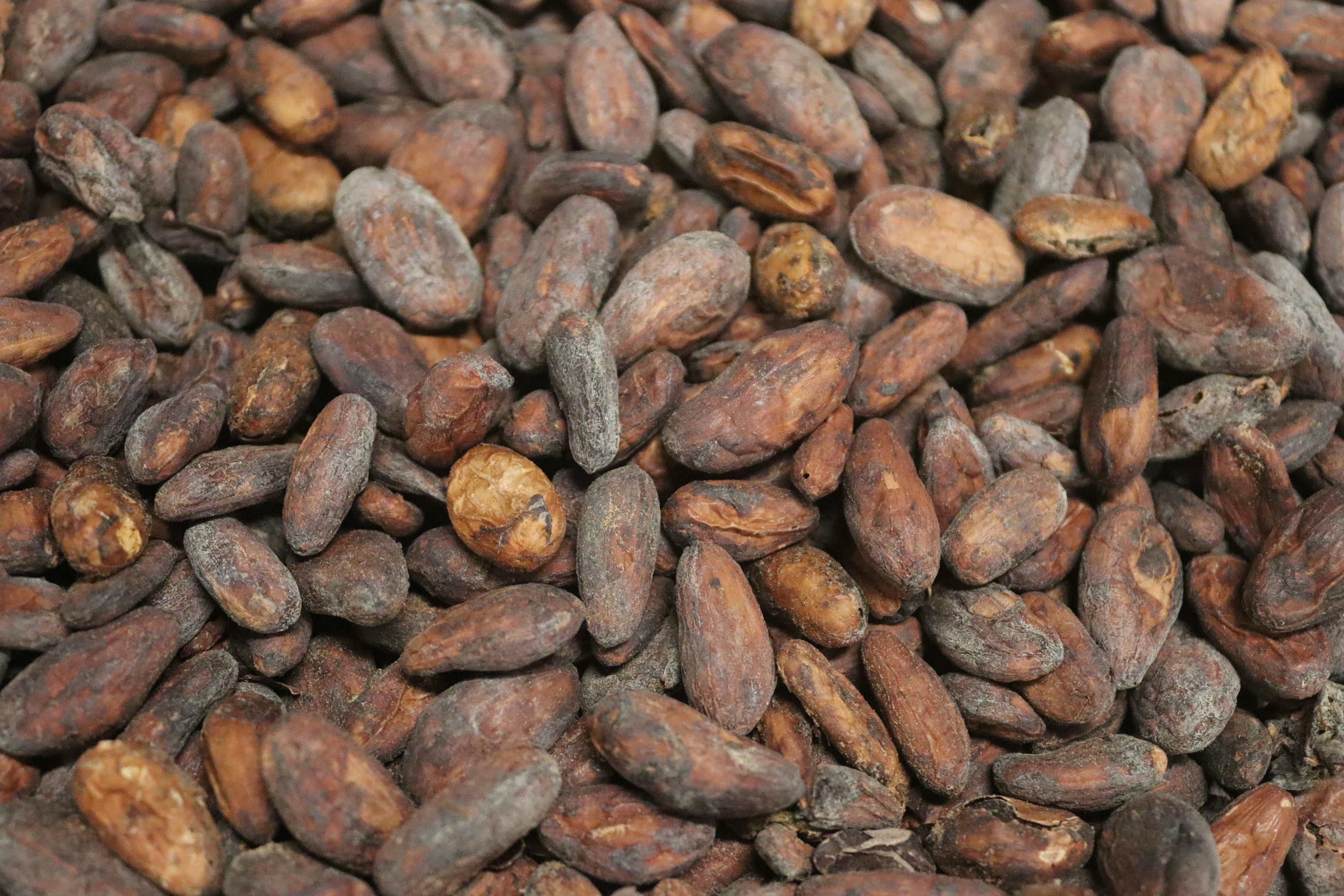 Semi-Fermented Cacao Beans (B-Grade)
